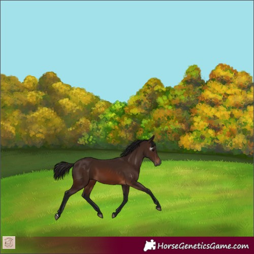 Horse Color:Gray Bay 