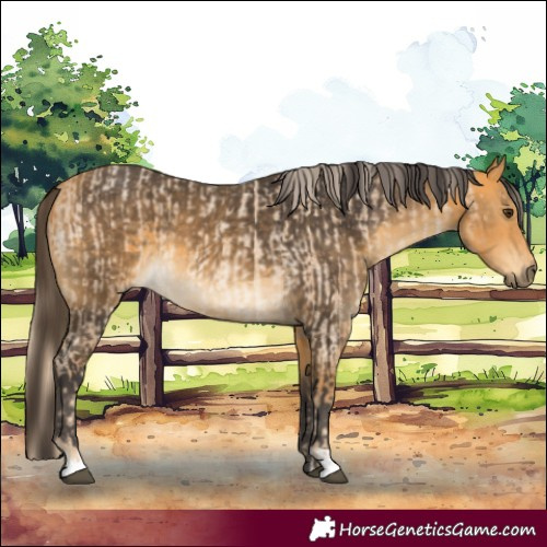 Horse Color:Palomino Roan  and Buckskin 
