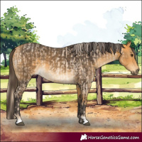 Horse Color:Palomino Roan  and Buckskin 