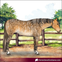 Horse Color:Palomino Roan  and Buckskin 