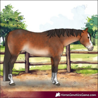 Horse Color:Bay Tobiano  and Bay Splash 