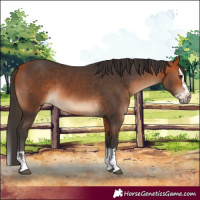 Horse Color:Bay Tobiano  and Bay Splash 