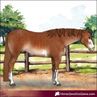 Horse Color:Chestnut  and Chestnut 