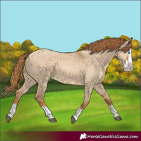 Horse Color:Red Dun Splash