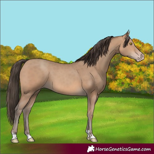 Horse Color:Sable Champagne 