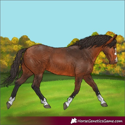 Horse Color:Bay 
