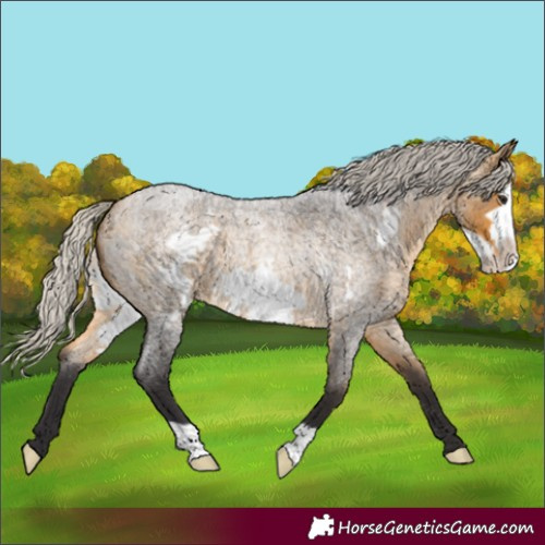 Horse Color:Silver Buckskin Roan Frame