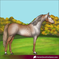 Horse Color:Gray Chestnut 