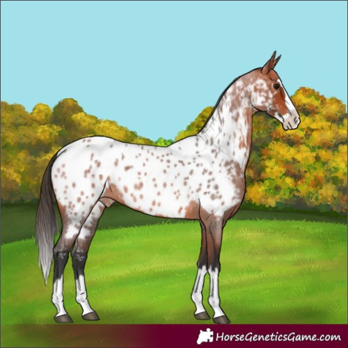 Horse Color:Bay Roan Splash Appaloosa 