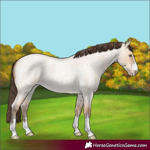Horse Color:Amber Champagne Roan Dun