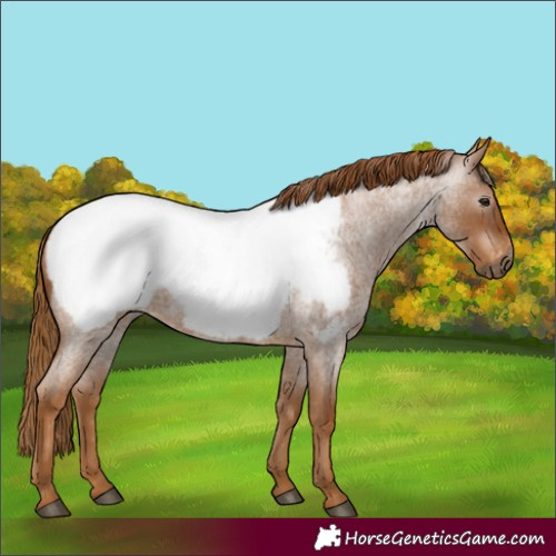 Horse Color:Gray Red Roan Appaloosa 