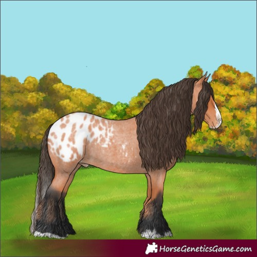 Horse Color:Bay Roan Splash Appaloosa 