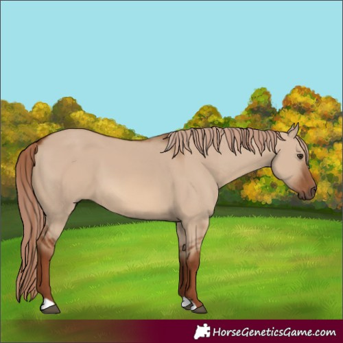 Horse Color:Red Dun