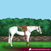 Horse Color:Gray White Spotted Silver Amber Champagne Splash Frame Near Leopard Rabicano 