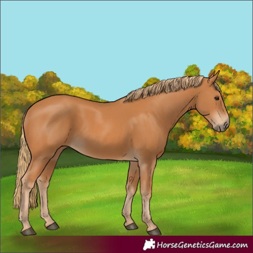 Horse Color:Chestnut 