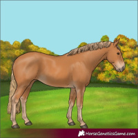 Horse Color:Chestnut 
