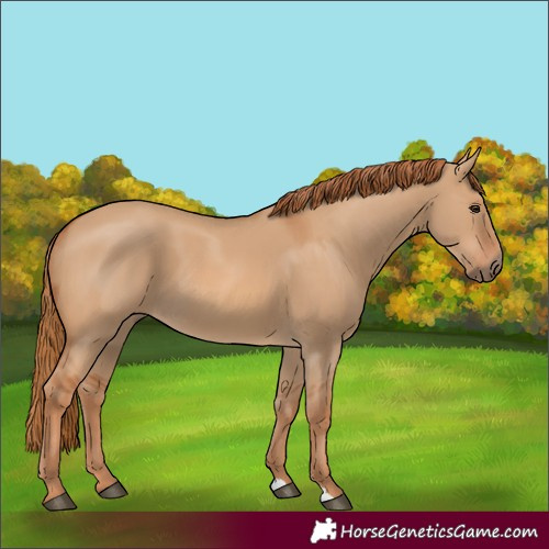 Horse Color:Red Dun 