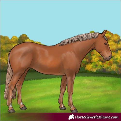 Horse Color:Chestnut 