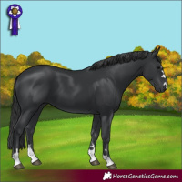 Horse Color:Black 