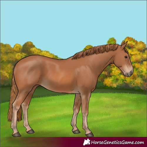 Horse Color:Chestnut 