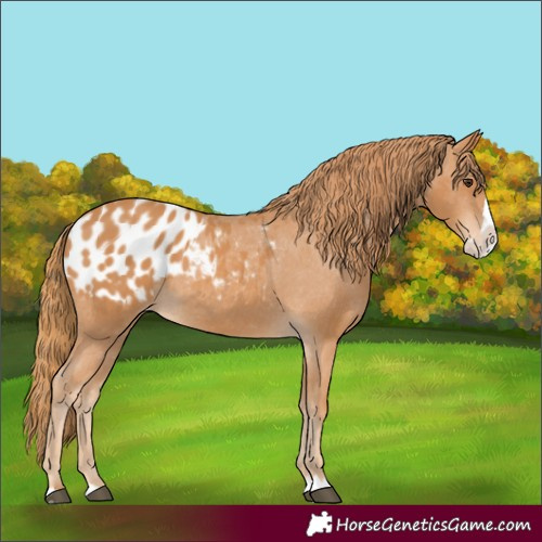 Horse Color:Chestnut Splash Appaloosa 