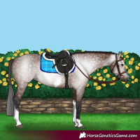 Horse Color:Gray Bay Tobiano Frame 