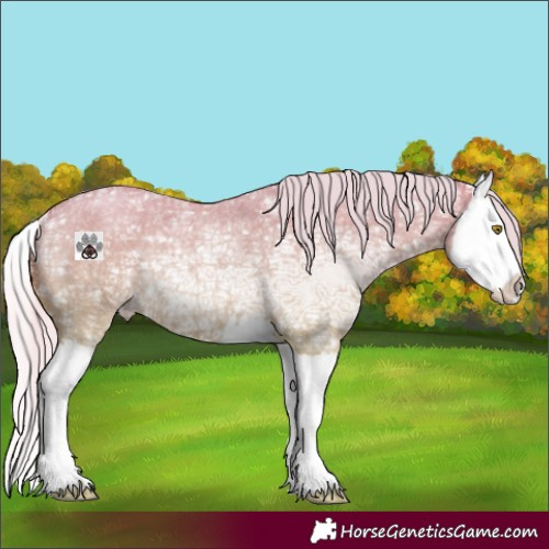Horse Color:Silver Classic Champagne Ice Roan Dun Splash Rabicano 