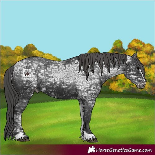 Horse Color:Black Ice Appaloosa 
