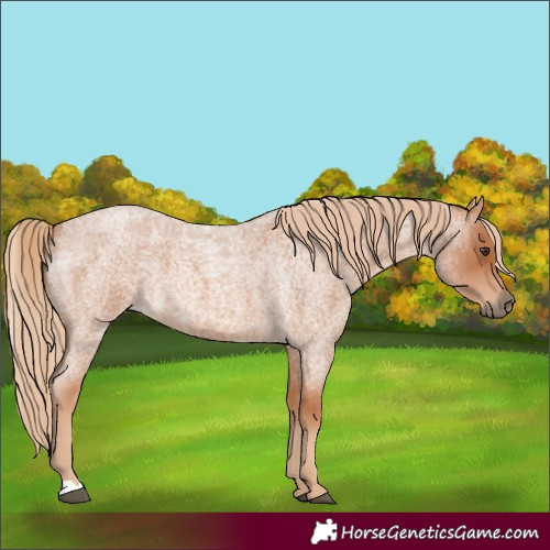 Horse Color:Red Roan 