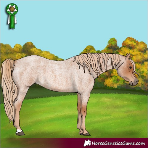 Horse Color:Red Roan 