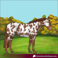 Horse Color:Chestnut Appaloosa 