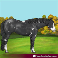 Horse Color:White Spotted Black Sabino