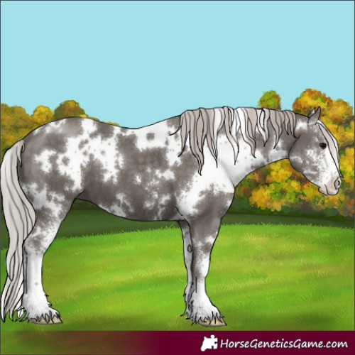 Horse Color:White Spotted Silver Black Sabino 