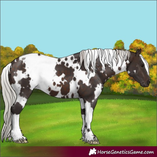 Horse Color:White Spotted Silver Brown 