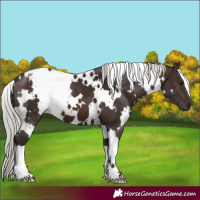 Horse Color:White Spotted Silver Brown