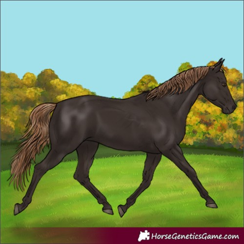 Horse Color:Liver Chestnut 