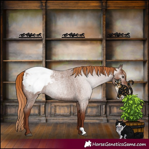 Horse Color:Gray Red Roan Appaloosa 