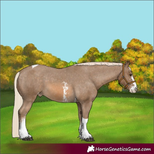 Horse Color:Chocolate Palomino Sabino Tobiano Varnish 