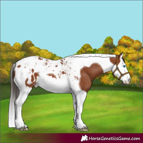 Horse Color:Bay Splash Tobiano Blanket 