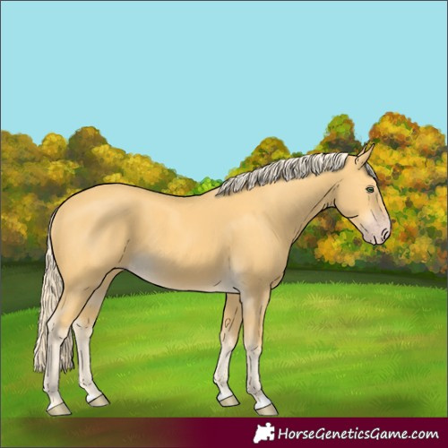 Horse Color:Gold Cream Champagne 