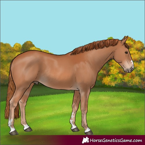 Horse Color:Chestnut Rabicano 
