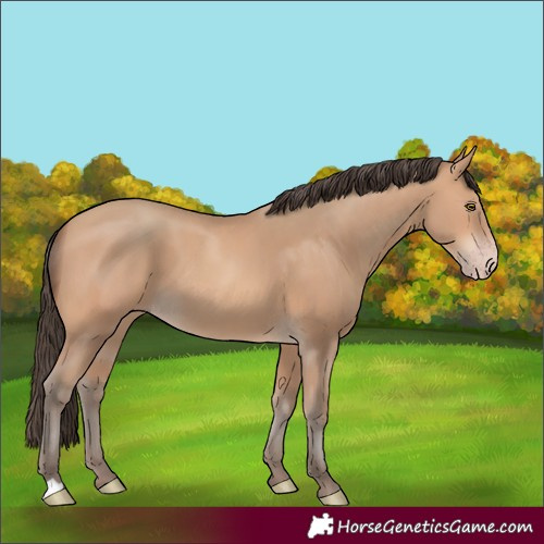 Horse Color:Amber Champagne 