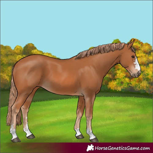 Horse Color:Chestnut 