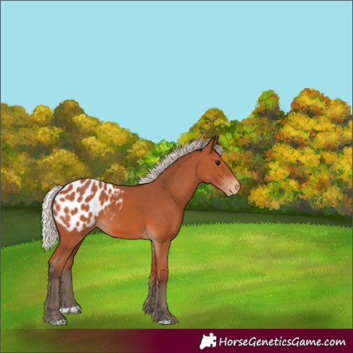 Horse Color:Silver Bay Appaloosa