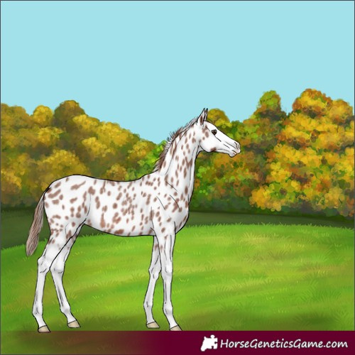 Horse Color:Red Roan Splash Appaloosa