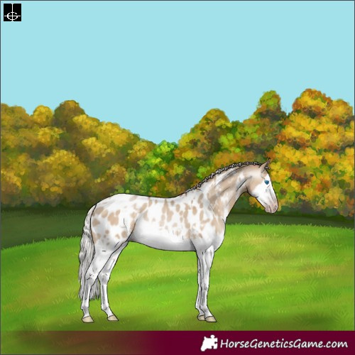 Horse Color:Gray White Spotted Silver Sable Champagne Dun Splash Frame Appaloosa Rabicano