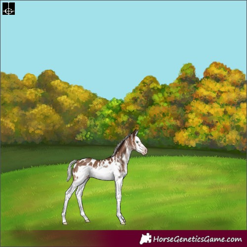 Horse Color:Gray White Spotted Silver Sable Champagne Splash Frame Appaloosa Rabicano