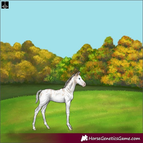 Horse Color:Gray White Spotted Silver Amber Champagne Dun Splash Frame Appaloosa Rabicano 