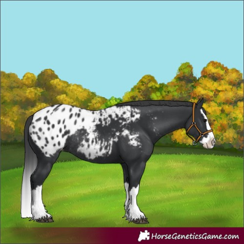 Horse Color:Black Splash Appaloosa Rabicano 