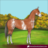 Horse Color:White Spotted Bay